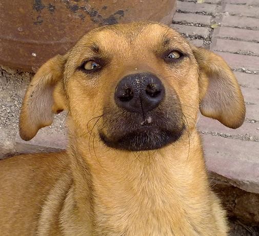 Vainilla: Con mi novio siempre que íbamos a la plaza de nuestra ciudad, La Falda, alimentábamos a 5 perritos que ya se habían hecho nuestros amiguitos, Vainilla era una de ellos, le encantaba perseguir motos, autos y bicicletas. hasta que un día sucedió lo peor, la chocaron, yo adoraba a esta perrita, de los 5 era mi preferida, ese día casi me muero, la llevamos a un veterinario, como a los 5 días la llevé a casa, mis papás al verme tan mal por esta perrita me dejaron tenerla en casa un tiempo, hasta que le busque una familia, gracias a Dios se encariñaron con ella y me dejaron tenerla.. Del resto de los perritos se dieron 2 en adopción, todavía hay 2 que siguen viviendo en esta plaza, pero por suerte hay gente que les llevan comida a diario.. Esta es mi historia con esta perrita, gracias por haberla leído :) 